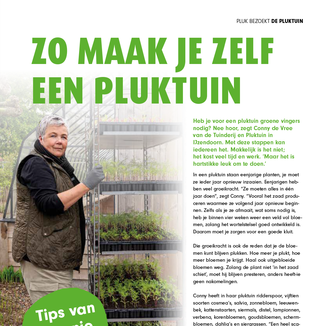 website pluk 8 4